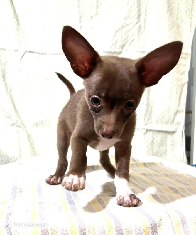 Luke – Pomchi puppy for sale in Branford, FL