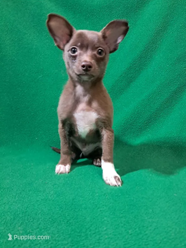 Luke – Pomchi puppy for sale in Branford, FL