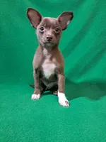 Luke, a male Pomchi for sale in Branford, FL – Photo 1 of 9