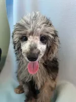 Wally , a male Poodle - Toy  and Poodle - Miniature  for sale in Branford, FL – 2 of 5
