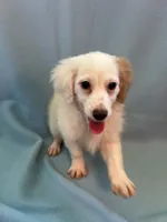 Lily , a female Shihpoo for sale in Branford, FL – 2 of 4