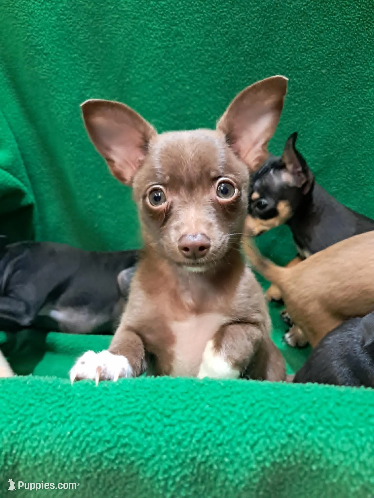 Luke, a male Pomchi for sale in Branford, FL – Photo 2 of 9