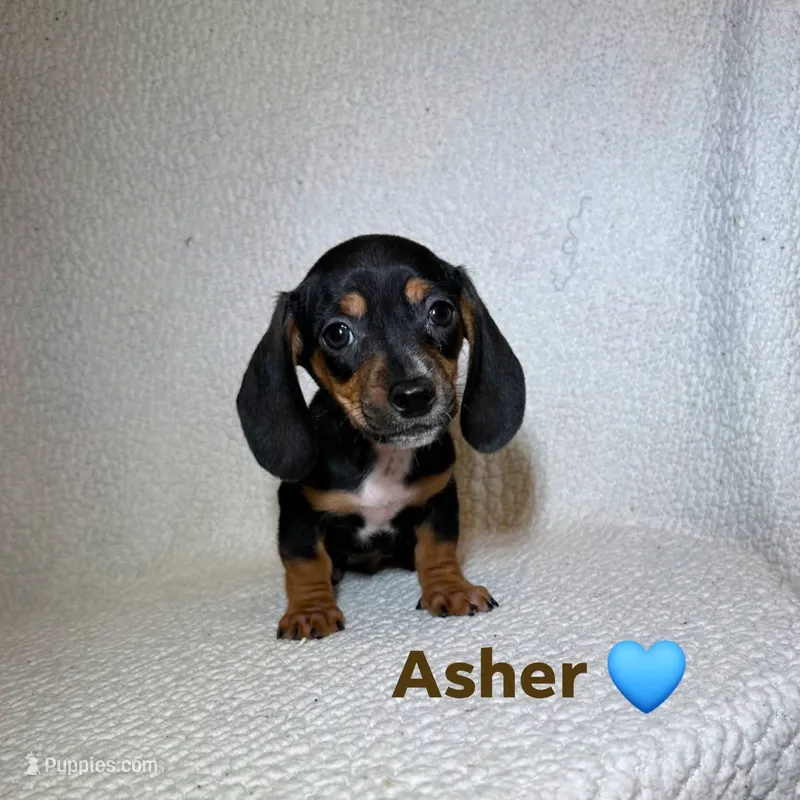 Asher – Miniature Dachshund puppy for sale in Branford, FL