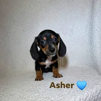 Asher, a male Miniature Dachshund for sale in Branford, FL – 1 of 1
