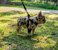 Next Level's Dean New Shade Rojo and Tan Merle Fluffy, a male French Bulldog for sale in Strafford, MO – 1 of 9