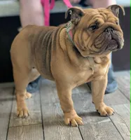 Vivi, a female English Bulldog for sale in Strafford, MO – 10 of 10