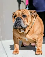 Chocolate Chip, a male English Bulldog for sale in Strafford, MO – 10 of 10