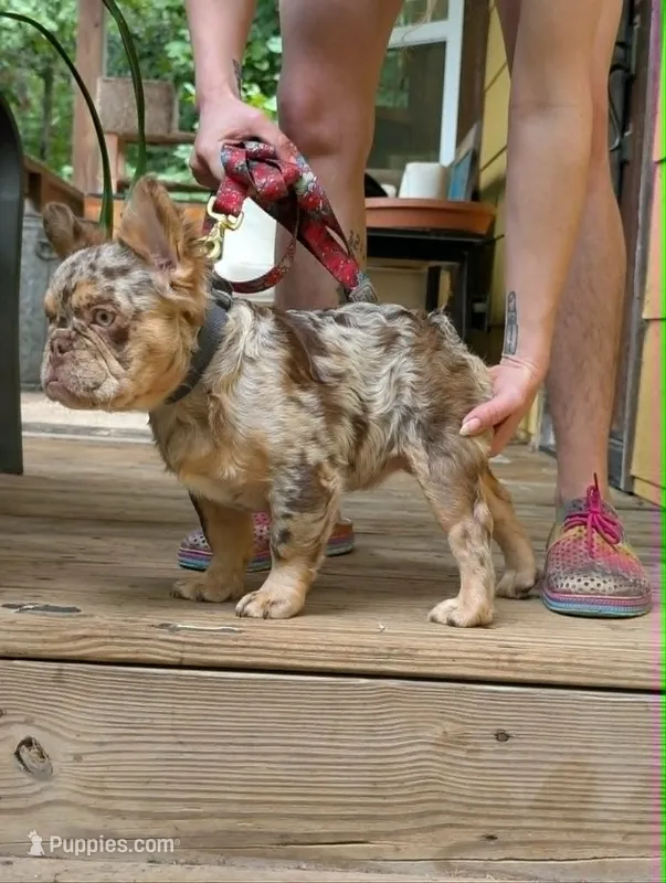 Next Level's Dean New Shade Rojo and Tan Merle Fluffy – French Bulldog puppy for sale in Strafford, MO