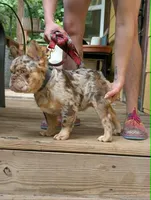 Next Level's Dean New Shade Rojo and Tan Merle Fluffy, a male French Bulldog for sale in Strafford, MO – 1 of 9