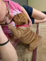 Vivi, a female English Bulldog for sale in Strafford, MO – 1 of 10