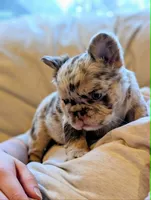 Next Level's Dean New Shade Rojo and Tan Merle Fluffy, a male French Bulldog for sale in Strafford, MO – 7 of 8