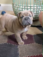 Chocolate Chip, a male English Bulldog for sale in Strafford, MO – 5 of 10