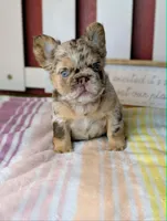 Next Level's Dean New Shade Rojo and Tan Merle Fluffy, a male French Bulldog for sale in Strafford, MO – 3 of 8