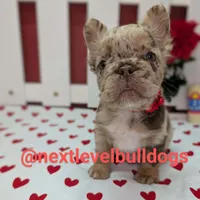 Bill, a male French Bulldog for sale in Strafford, MO – Photo 2 of 5