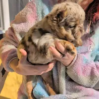 Bill, a male French Bulldog for sale in Strafford, MO – Photo 1 of 5