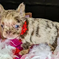 Bill, a male French Bulldog for sale in Strafford, MO – Photo 3 of 5