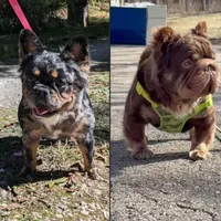 Bill, a male French Bulldog for sale in Strafford, MO – Photo 5 of 5