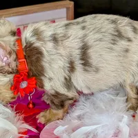 Bill, a male French Bulldog for sale in Strafford, MO – Photo 4 of 5