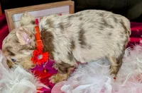 Bill, a male French Bulldog for sale in Strafford, MO – Photo 3 of 4