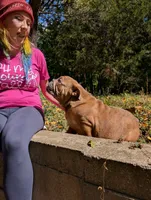 Chocolate Chip, a male English Bulldog for sale in Strafford, MO – 2 of 9