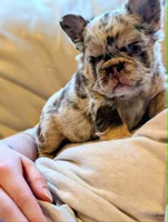 Next Level's Dean New Shade Rojo and Tan Merle Fluffy, a male French Bulldog for sale in Strafford, MO – 8 of 8