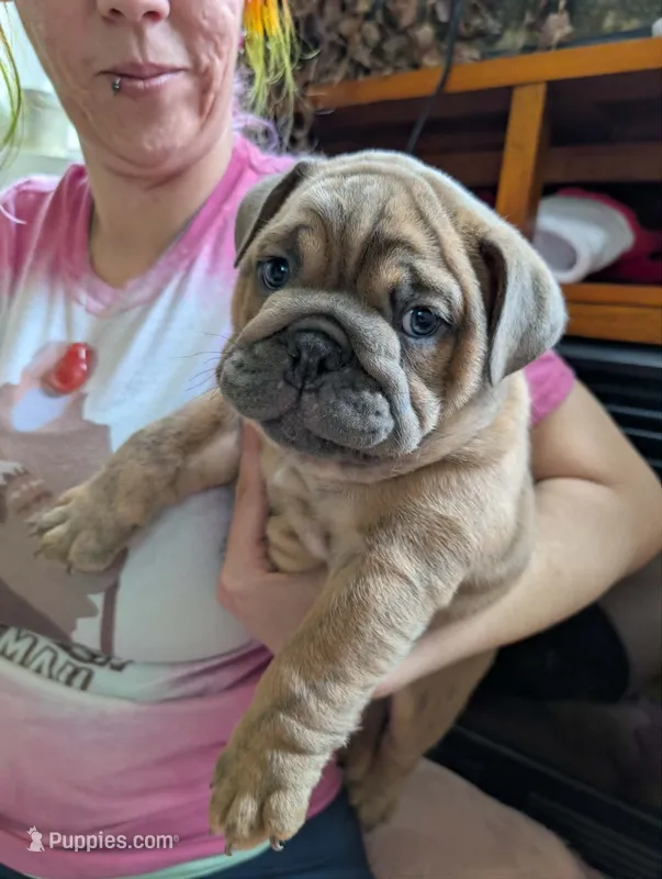 Chocolate Chip – English Bulldog puppy for sale in Strafford, MO