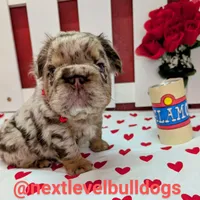 Boomhauer, a male French Bulldog for sale in Strafford, MO – Photo 5 of 8