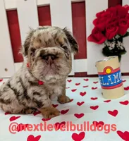 Boomhauer, a male French Bulldog for sale in Strafford, MO – Photo 4 of 7