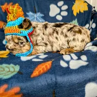 Boomhauer, a male French Bulldog for sale in Strafford, MO – Photo 3 of 8