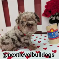 Boomhauer, a male French Bulldog for sale in Strafford, MO – Photo 6 of 8