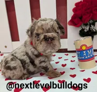 Boomhauer, a male French Bulldog for sale in Strafford, MO – Photo 3 of 7