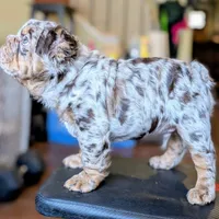 Boomhauer, a male French Bulldog for sale in Strafford, MO – Photo 1 of 8