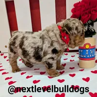 Boomhauer, a male French Bulldog for sale in Strafford, MO – Photo 7 of 8