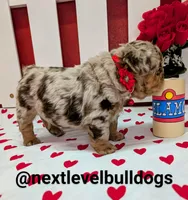 Boomhauer, a male French Bulldog for sale in Strafford, MO – Photo 6 of 7