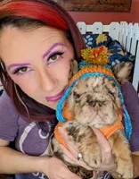 Boomhauer, a male French Bulldog for sale in Strafford, MO – Photo 1 of 7