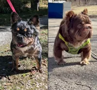 Boomhauer, a male French Bulldog for sale in Strafford, MO – Photo 7 of 7