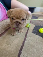 Vivi, a female English Bulldog for sale in Strafford, MO – 4 of 10