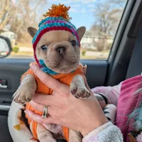 Roronoa Zoro, a male French Bulldog for sale in Strafford, MO – Photo 3 of 10