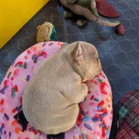 Roronoa Zoro, a male French Bulldog for sale in Strafford, MO – Photo 6 of 10