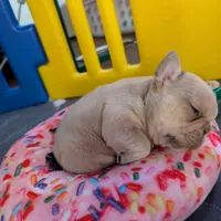 Roronoa Zoro, a male French Bulldog for sale in Strafford, MO – Photo 7 of 10