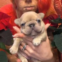 Roronoa Zoro, a male French Bulldog for sale in Strafford, MO – Photo 10 of 10