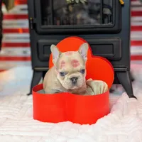 Roronoa Zoro, a male French Bulldog for sale in Strafford, MO – Photo 2 of 10