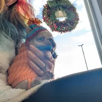 Roronoa Zoro, a male French Bulldog for sale in Strafford, MO – Photo 4 of 10