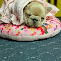 Roronoa Zoro, a male French Bulldog for sale in Strafford, MO – Photo 5 of 10