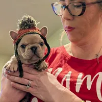 Roronoa Zoro, a male French Bulldog for sale in Strafford, MO – Photo 1 of 10