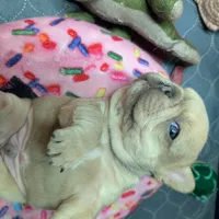 Roronoa Zoro, a male French Bulldog for sale in Strafford, MO – Photo 9 of 10