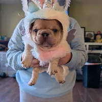 Roronoa Zoro, a male French Bulldog for sale in Strafford, MO – Photo 8 of 10