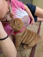 Vivi, a female English Bulldog for sale in Strafford, MO – 8 of 10