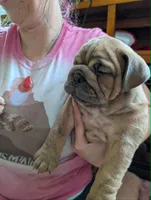 Chocolate Chip, a male English Bulldog for sale in Strafford, MO – 4 of 10