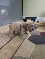 Chocolate Chip, a male English Bulldog for sale in Strafford, MO – 6 of 10